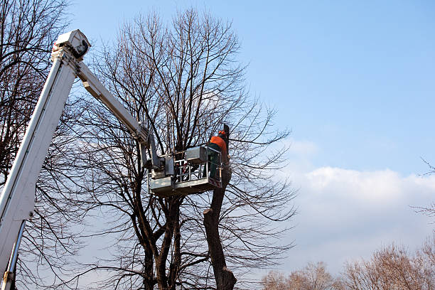 How Our Tree Care Process Works  in  Basking Ridge, NJ